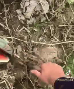 Video: Ruộng dưa hấu sai quả nhưng đều bị chặt đôi, dân mạng bất ngờ với sự thật đằng sau