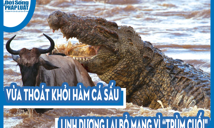 Video: Vừa thoát khỏi hàm cá sấu, linh dương lại bỏ mạng vì “trùm cuối