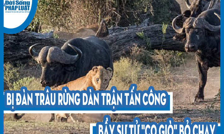 Video: Bị đàn trâu rừng dàn trận tấn công, bầy sư tử 