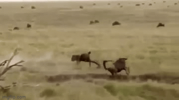 Video: Thấy con rơi vào tay kẻ thù, linh dương mẹ lao tới húc văng báo săn