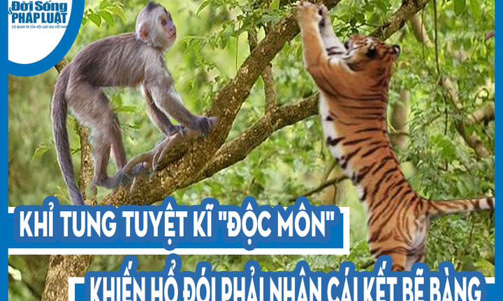 Video: Khỉ tung tuyệt kĩ 