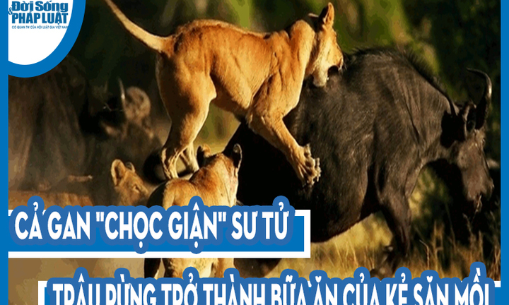 Video: Cả gan 