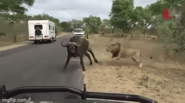 Video: Trâu rừng chặn đầu sư tử, nhận kết cục bị thảm cho màn