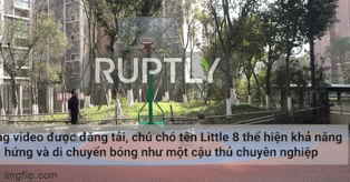 Video: Chú chó Corgi gây sốt mạng xã hội nhờ khả năng chơi bóng rổ thần sầu