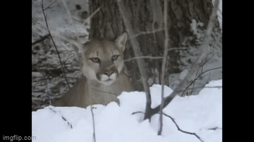 Video: Linh miêu mất cảnh giác sau pha săn hụt con mồi, bị đối thủ tập kích từ xa