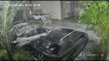 Video: Hết hồn cảnh sư tử hoang dã