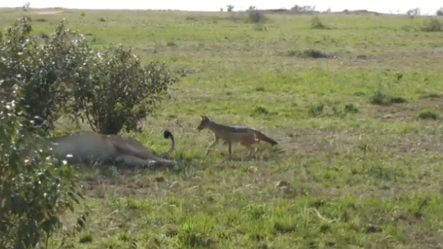 Video: Đang nằm ngủ trưa, sư tử bị chó hoang liều lĩnh cắn trộm đuôi