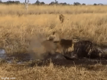Video: Đại chiến của 3 con sư tử quanh xác con mồi