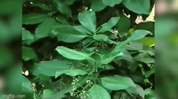 Video: Loài cây kỳ lạ chuyên giết chim ăn thịt