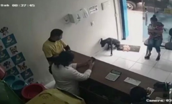 Ngỡ ngàng chú chó hoang tự biết vào phòng khám thú y khi bị thương