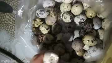 Video: Khui túi trứng cút lộn mới mua ngoài chợ, cô nàng hốt hoảng với cảnh tượng trước mắt