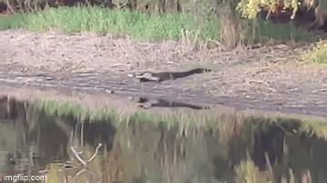 Video: Lợi dụng lợn rừng mất cảnh giác, cá sấu hạ gục con mồi trong nháy mắt