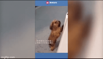 Video: Gặp chủ sau 6 tháng đi lạc, chú chó mừng rỡ vẫy rối rít