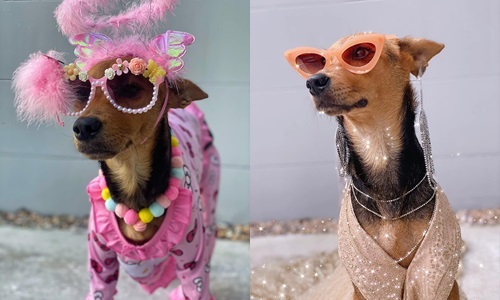 Bị anh chàng say rượu bắt nhầm, chó hoang 