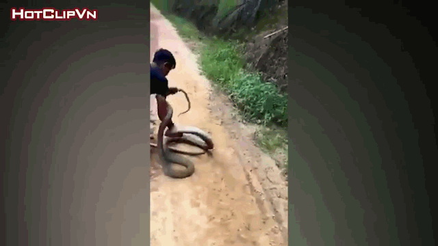 Video: Rùng mình khoảnh khắc thanh niên tay không lôi rắn hổ mang khổng lồ ra khỏi bụi cây