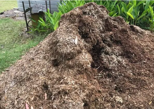 Đống cỏ khô bỗng dưng động đậy, chủ nhà lại gần kiểm tra rồi chạy vội vì thấy thứ này