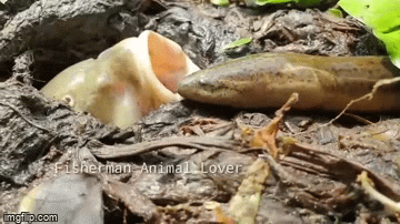 Video: Không tốn sức săn mồi, cá dùng chiêu độc đánh lừa lươn để ăn thịt