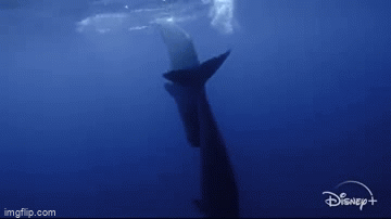 Video: Cá nhà táng khổng lồ làm thế nào bú sữa mẹ dưới lòng đại dương?