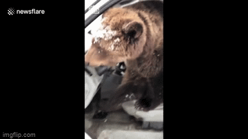 Video: Gấu lên xe ô tô, thích thú bấm còi liên tục 