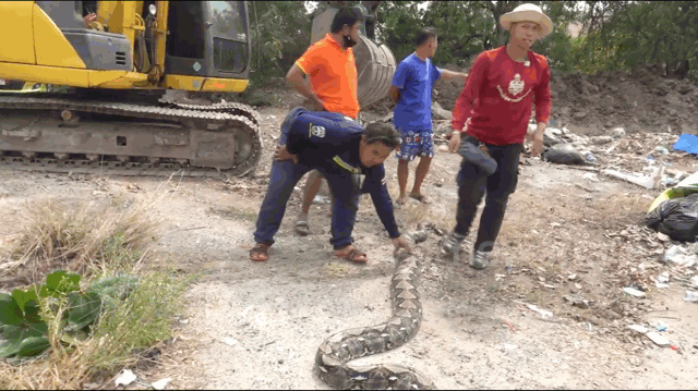 Video: Kinh hãi phát hiện trăn 