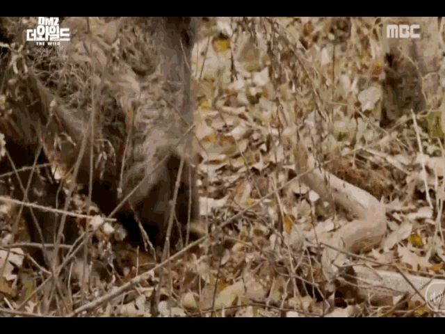 Video: Bị rắn chuột cắn đúng mõm, lợn rừng điên cuồng cắn trả và cái kết