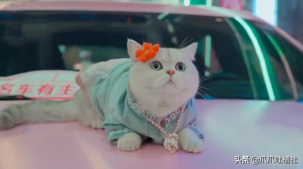 Chú mèo nhận thù lao 50 triệu/ buổi nhờ làm mẫu xe hơi chuyên nghiệp, giúp chủ nhân một bước 