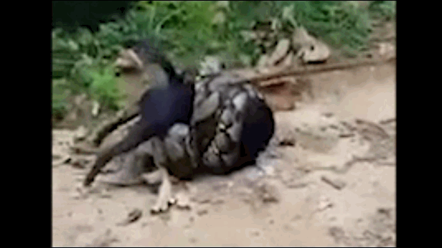 Video: Rùng mình cảnh trăn khổng lồ siết chặt chó nhà, con mồi vùng vẫy trong bất lực
