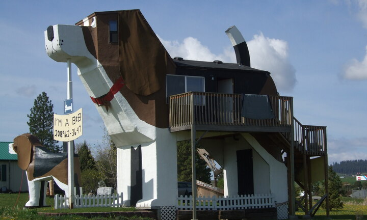 Thử cảm giác ngủ bên trong một chú chó