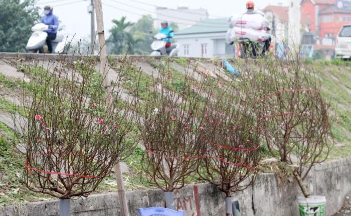 Không khí Tết đến gần qua những cánh đào Nhật Tân nở sớm
