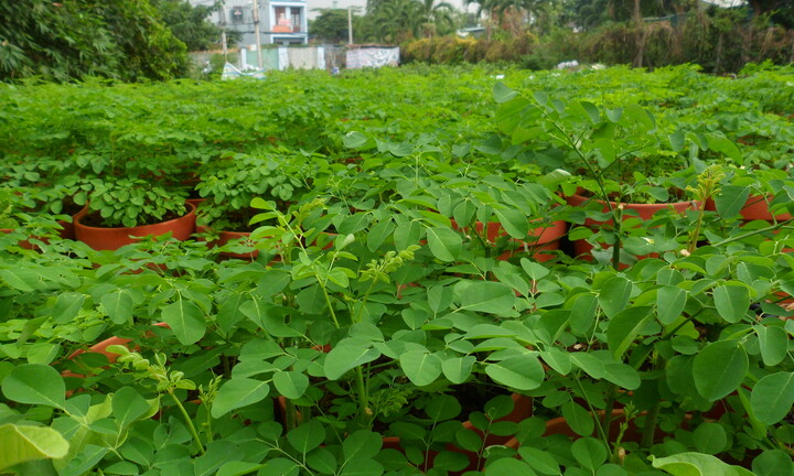 Ăn rau chùm ngây tốt cho sức khỏe