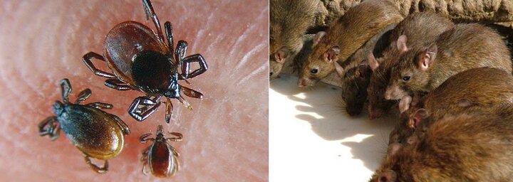 Cảnh báo dịch hạch nguy hiểm có thể xâm nhập Việt Nam