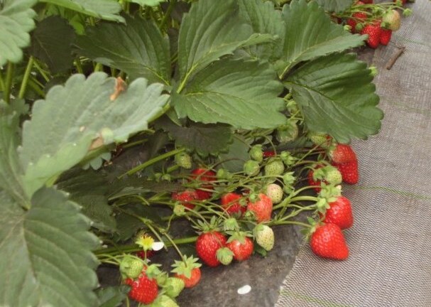 Những vườn trái cây... đến một lần nhớ mãi