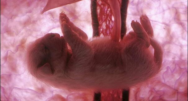 Kinh ngạc hình ảnh bào thai động vật trong tử cung