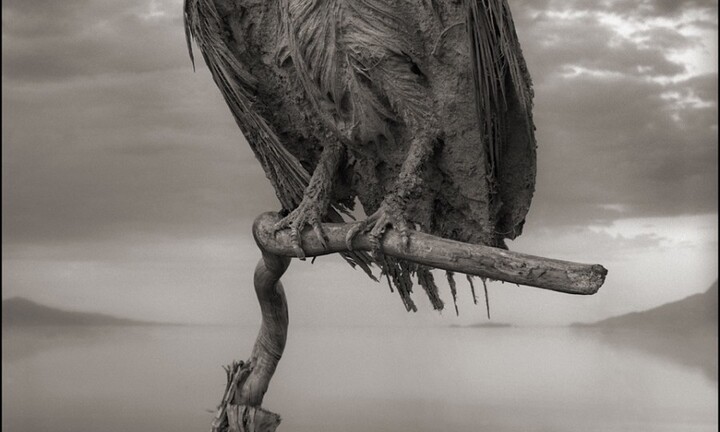 Hồ chết chóc Natron biến động vật thành những bức tượng ma quái