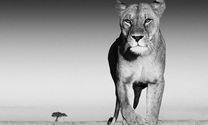 Hình ảnh tuyệt đẹp về động vật hoang dã