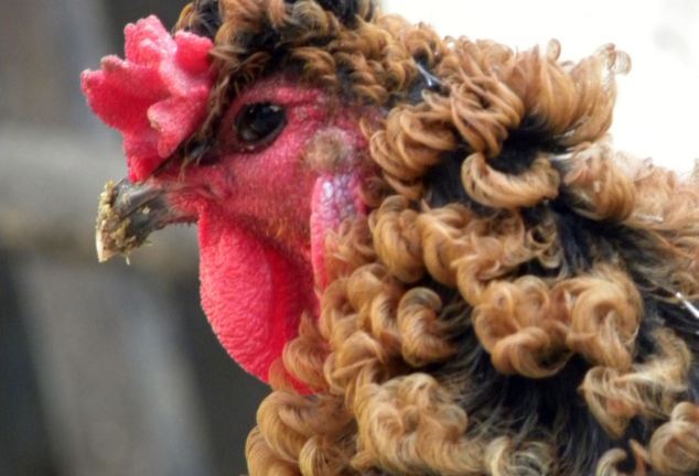 Ngắm chú gà “tóc xoăn” độc đáo