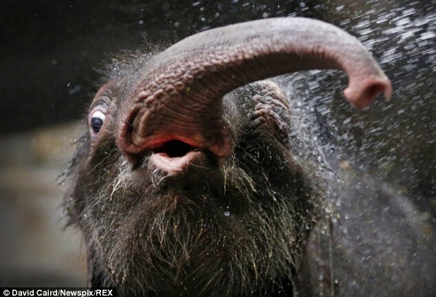 Khoảnh khắc voi con nô đùa thỏa thích khi “tắm”