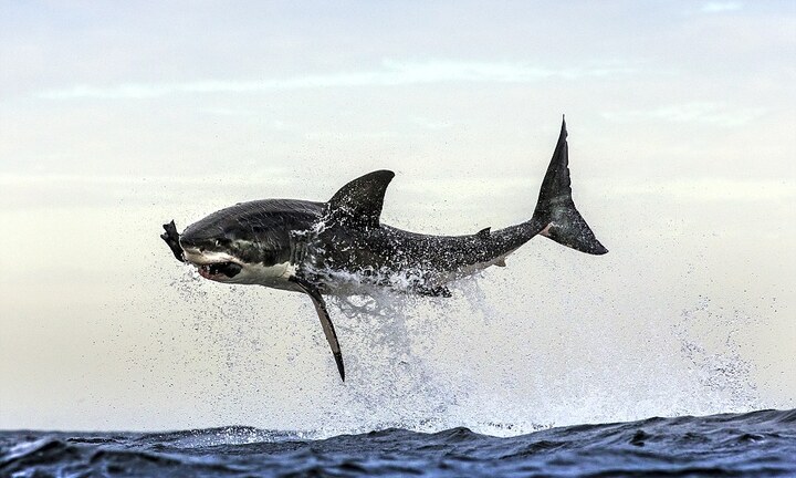 Cú nhảy bắt mồi ngoạn mục của “sát thủ đại dương”