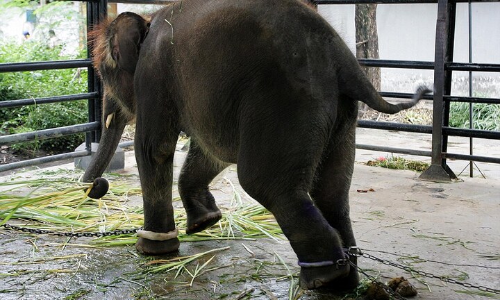 Tận mục vườn thú “tra tấn” động vật tồi tệ nhất thế giới