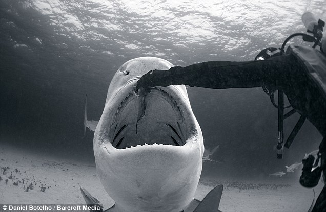 Màn chạm trán “độc” của thợ lặn và sát thủ đại dương