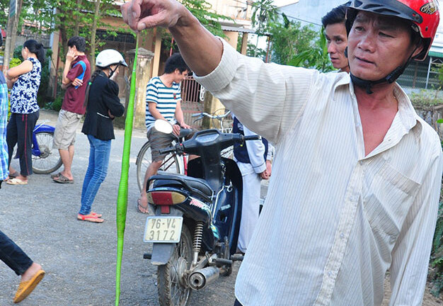 Rắn lục đuôi đỏ ở đâu ra mà nhiều thế?