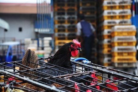 Trung Quốc: Thiệt hại trên 280 nghìn tỷ VND vì dịch H7N9