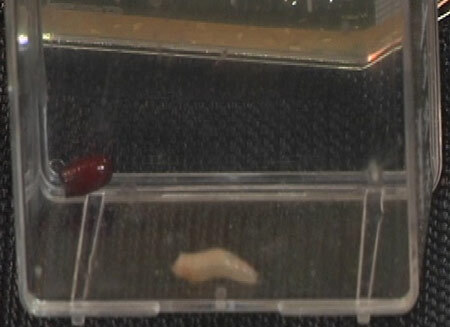 Điều trị vết loét bằng... giòi