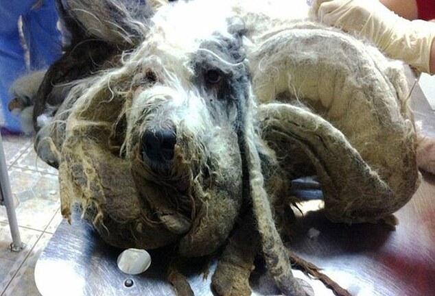 Kinh hãi bộ lông của chú chó bị chủ nhân bỏ quên một năm