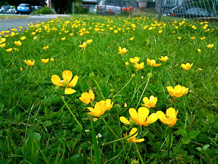 6 “quy tắc vàng” giúp chụp ảnh đẹp bằng iPhone