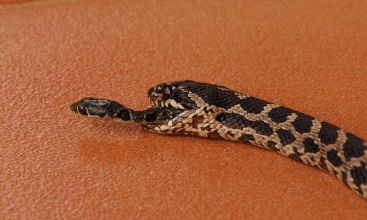 Cận cảnh rắn nhỏ thoát khỏi bụng rắn to sau khi bị nuốt chửng