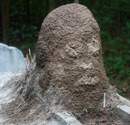 Thực hư lời đồn người chết