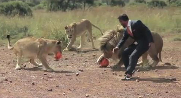Bạo gan chơi bóng với 3 con sư tử để cổ động World Cup