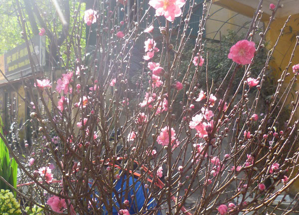 Phố ngập sắc đào ngày Rằm tháng Chạp