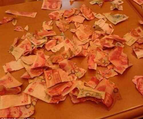 Bé trai xé nát hơn 100 triệu đồng tiền tiết kiệm của bố mẹ